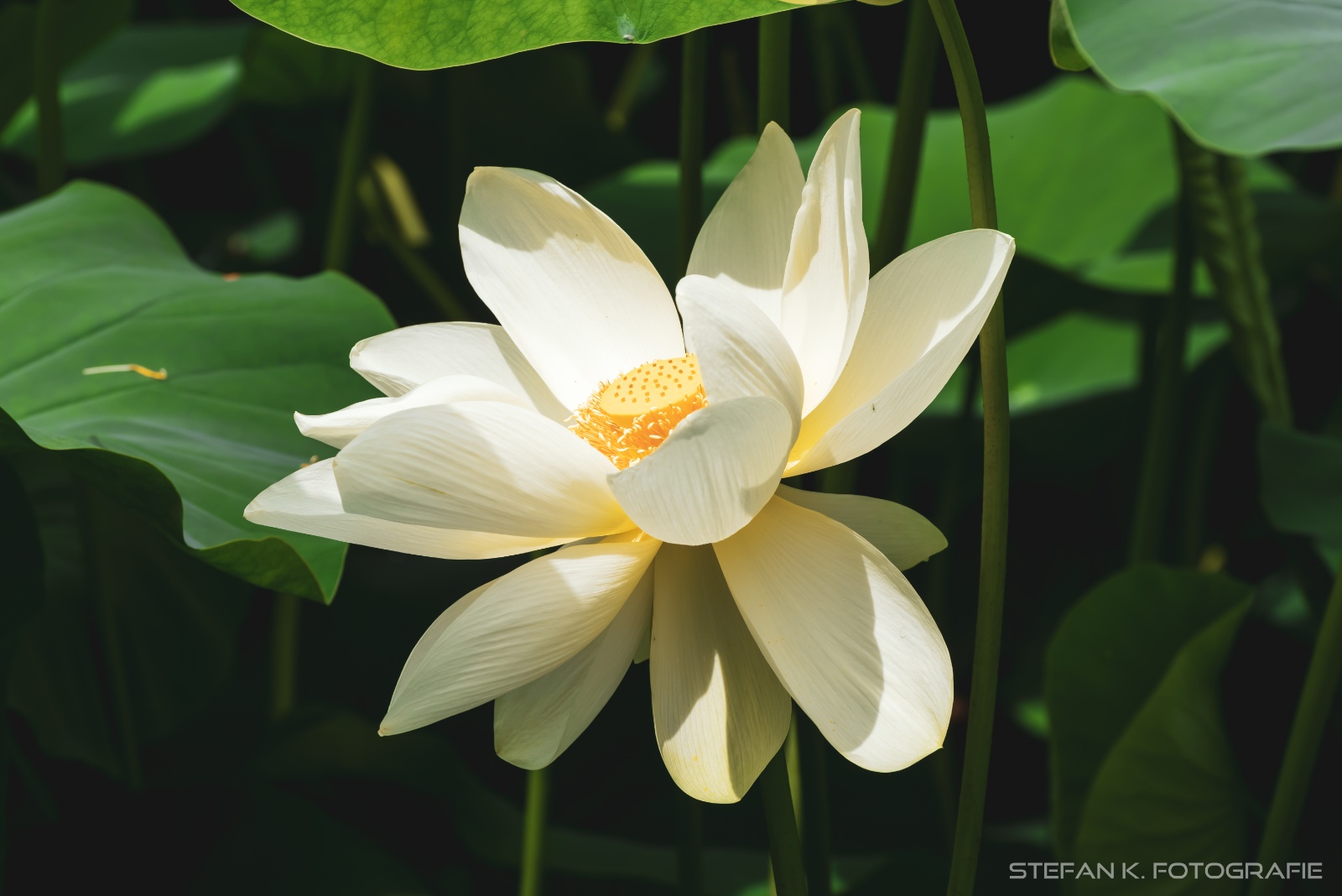 Der Stempel ist der Hammer